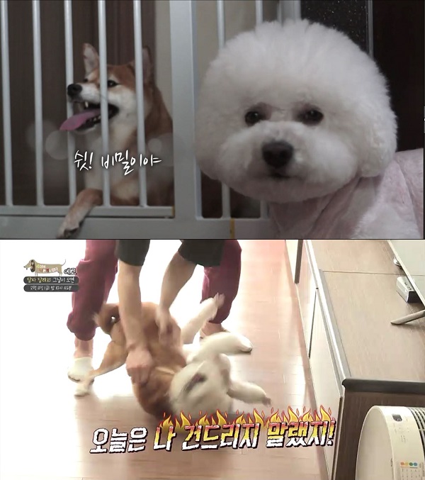 세상에 나쁜 개는 없다 이유 없이 싸우는 달자와 달래를 위한 설채현 전문가의 맞춤 솔루션은?