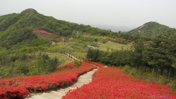 영인산자연휴양림, 색색의 철쭉꽃 만발