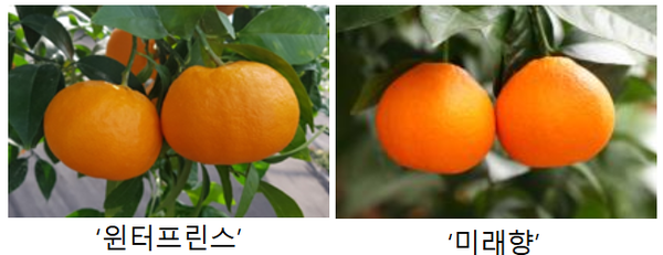 농촌진흥청, 국산 만감류 품종으로 소비자와 농가 만족도 높여