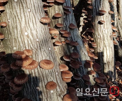 제주표고버섯, 지속가능한 미래 성장산업으로 육성한다
