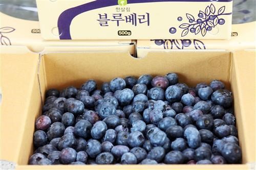 까다롭게 키워 맛좋은 치악산 ‘유기농 블루베리’