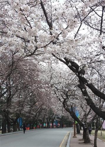 [천안 아산 봄꽃 즐길만한 곳]봄꽃 중에 으뜸, 벚꽃이 예 있어라!
