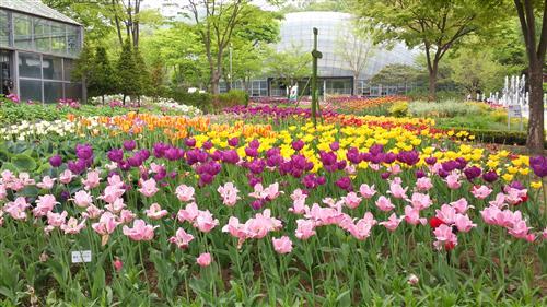 [ 신구대학교 식물원 둘러보기]꽃들에게 반하고 꽃향기에 취하다