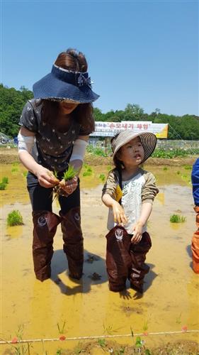 안산어린이농부학교 ‘손 모내기’ 체험