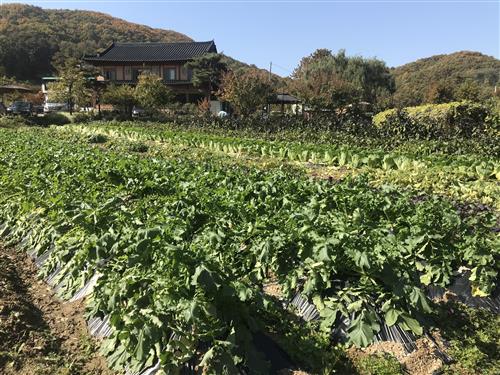 국산콩으로 직접 만든 손두부와 텃밭 채소로 만들어 더 맛있어요~