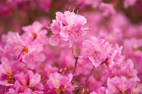 [우리동네 봄꽃 축제]꽃 피는 봄이 오면 내곁으로 오는 것들!