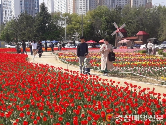 14일부터 뱃머리마을 튤립꽃잔치 팡파르