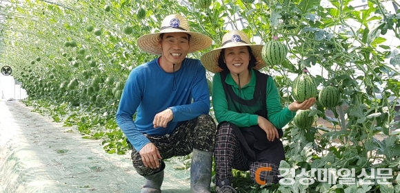 달성, 1인가구 공략 ‘애플수박’ 출하