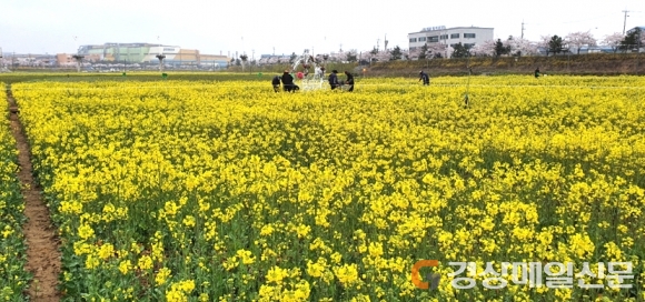 <포토>“냉천 고향의 강에 유채꽃이 활짝 폈어요”