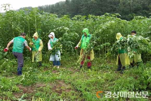 경주시 새마을회, 케나프(양삼) 1차 수확 작업