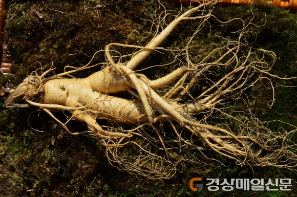 품질인증 QR코드로 영주 풍기인삼 신뢰 높인다