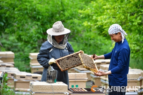 청도 아카시아 꽃 향기에 취한 양봉농가