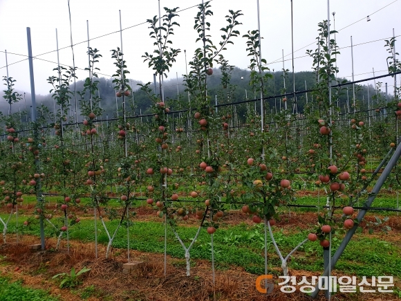 봉화, 미래형 사과원 조성 기술…농업기술보급혁신 전국 ‘우수’