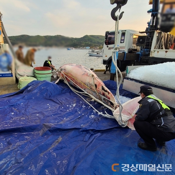 포항해경, 감포항 남동방 약 78km 해상 밍크고래 혼획