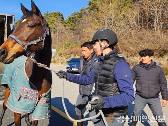 ‘상주 국제승마장’, 영풍영농조합법인용인지점서 승용마 3필 기증받아