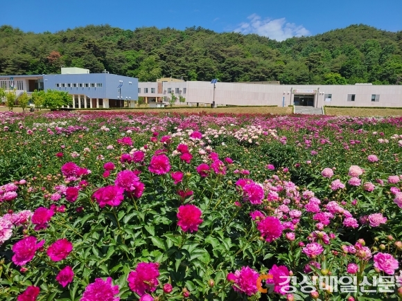 봉화약용작물연구소, 작약꽃 884종 공개