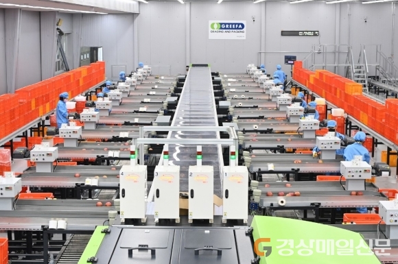 <기획 특집> 첨단 디지털기술 도입…경북 농산물 산지유통 확 바뀐다