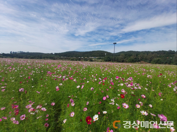 대구 하중도 코스모스 꽃단지 ‘손님맞이’ 분주
