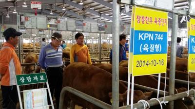장흥한우 육종단지 ‘혈통 우량송아지’ 인기