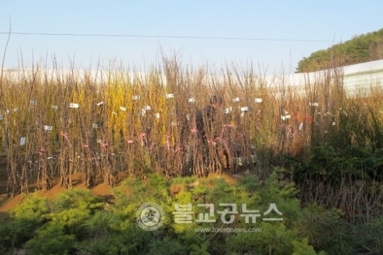 옥천이원묘목, 나무들은 어떻게 심어야 하나?