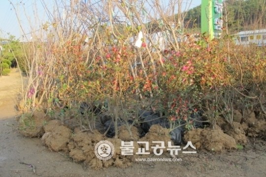 옥천묘목축제, 29일 팡파르~