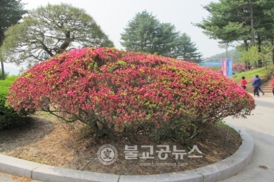 <포토특집>충북도, 청남대 봄꽃 구경 오세요~