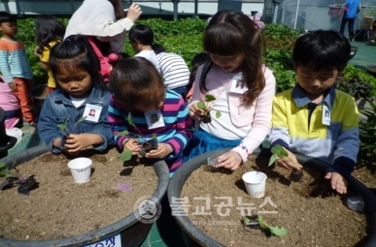 꼬마 농부들, 가지 옥수수 심었어요