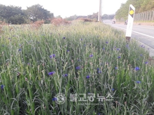 화성면 특색 있는 꽃길 가꾸기