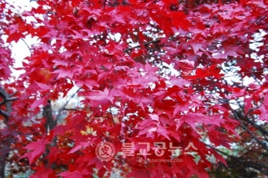<포토특집>2014 가을 단풍