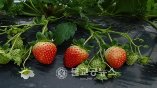 고품질 딸기 조직배양 우량묘 분양