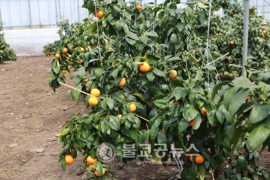 꽃을 보며 수확하는 감귤 남진해