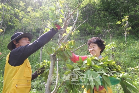 옻의 고장 옥천서, 참옻순 채취