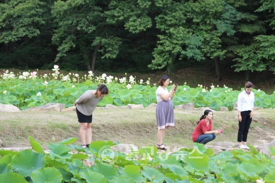 속리산 연꽃단지, 관광객 매료