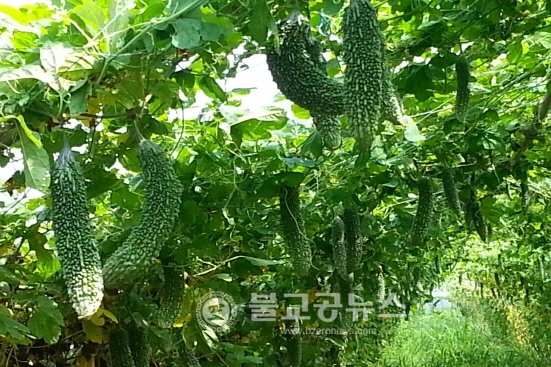<우리농산물>철원 신가네여주농장