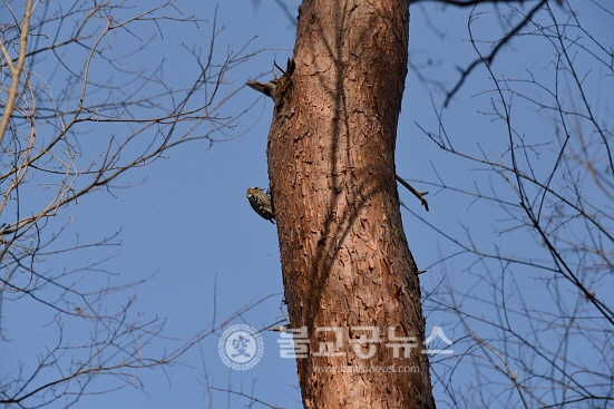 <포토뉴스>까치 & 딱다구리 집