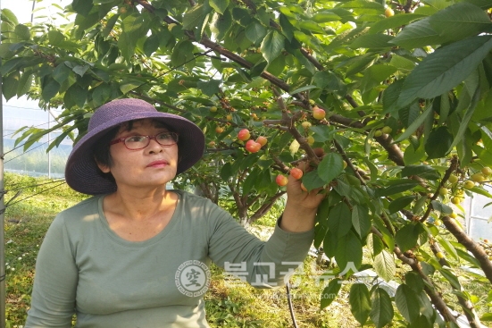 체리 수확 체험은 윤가농원에서