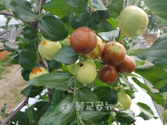 부여, 왕대추가 가지마다 주렁주렁
