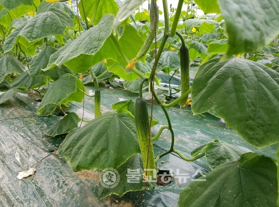 천안 하늘그린오이 출하 시작