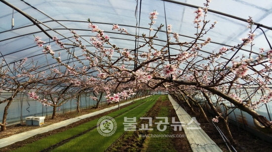 한파 속 비닐하우스 복숭아 꽃 만개