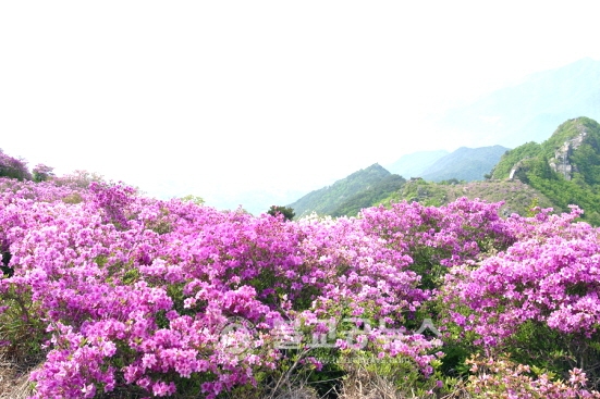 하동군, 봄! 꽃 나들이 오세요~