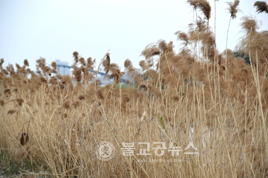 [영상] 청주 무심천 벚꽃 길 밤의 향연~