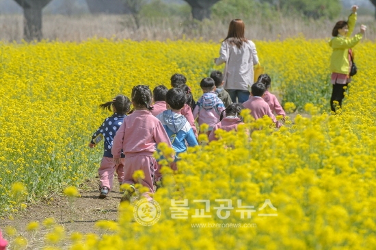 세종시 연동면, 22일 유채꽃마당 잔치