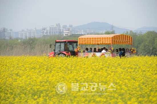 세종 유채꽃마당 성황리 마무리
