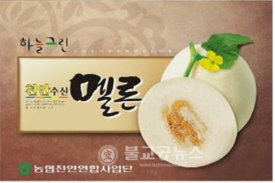 천안시,  하늘그린 멜론 첫 출하