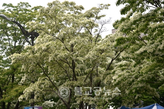 <포토>유성온천문화축제_이모저모