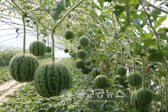 논산애플수박 본격 출하