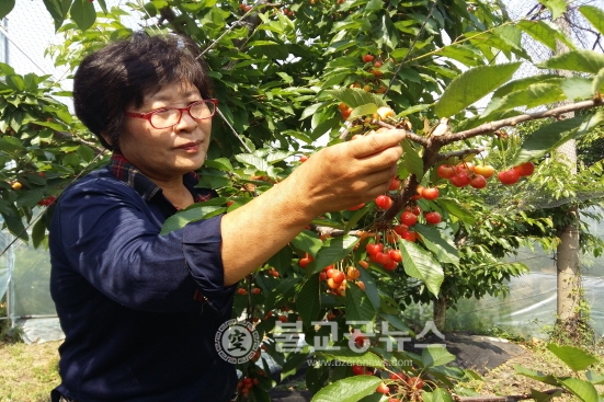 청주시, 국내산 체리 수확체험