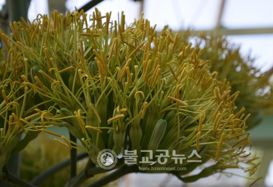 춘천, 화목원 용설란 꽃망울 화제