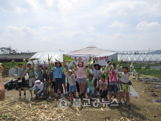 성남시민농원 옥수수밭 1만3000주 무럭무럭