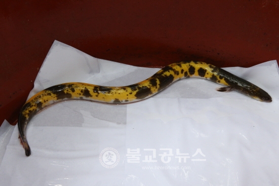 황금천지 청양 이번엔 황금 장어